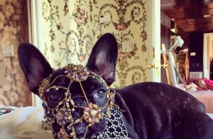 Защитники животных обвинили Леди Гагу в жестоком обращении с собакой