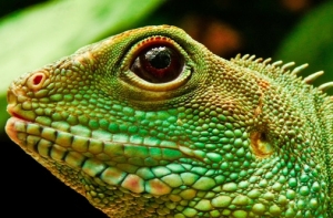 5 июня в истории Латвии: день игуаны