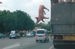 Свинья сбежала от мясника по пути на бойню (ВИДЕО)