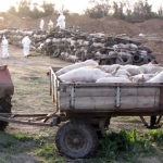 Зараженные африканской чумой свиньи ликвидированы