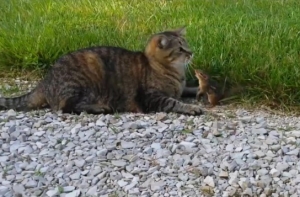 Барак Обама задремал во время речи президента Польши (ВИДЕО)