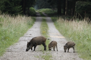 Свиная чума найдена у ещё одного дикого кабана