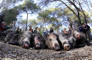 Кабаны и свиньи продолжают гибнуть от африканской чумы