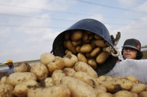 Белоруссия ограничивает ввоз картофеля с Украины