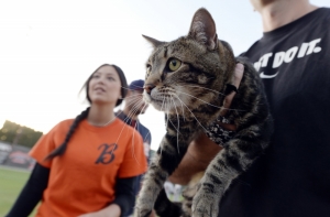 В США застрявшую на крыше кошку вызволили через два месяца