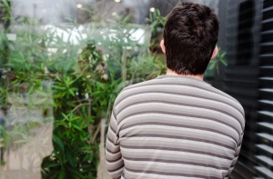 Психологи показали, что марихуана вызывает паранойю