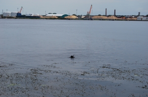 Завершено служебное расследование по факту гибели латвийского спецназовца