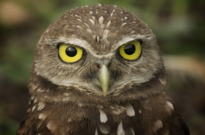 В определенное время суток лгать становится проще