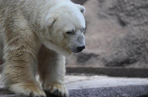 В защиту грустного медведя выступили более 200 тыс. человек (ФОТО)