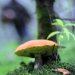 Три новых вида грибов открыты в лондонском магазине