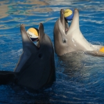 Украина пытается вернуть себе боевых дельфинов