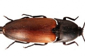 11 июля в истории Латвии: новый жук