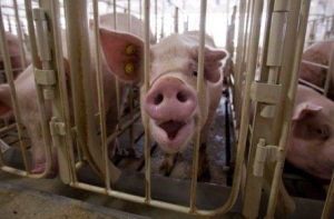 Эпидемия свиной чумы: из Латгале пытались вывезти зараженное мясо