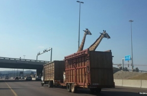 В ЮАР погиб жираф при перевозке по скоростной трассе (ФОТО)