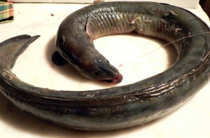 Умер самый старый угорь в мире
