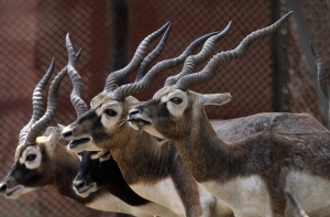 В аэропорту Йоханнесбурга застрелили восемь антилоп из пражского зоопарка