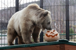 В России родился медведь - «блондинка»