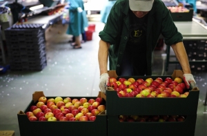 Польша просит США купить «запрещенные» яблоки