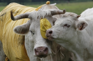 Россия отказалась от румынской говядины