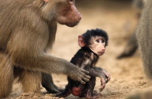 Аристократию бабуинов создали сестры и матери