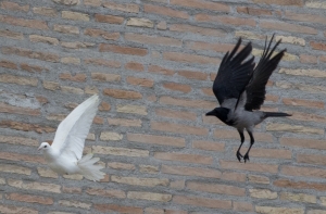 Британские ученые реабилитировали сорок-воровок