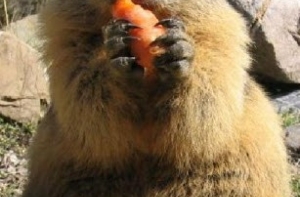 На байбака в Латвии открыли охоту