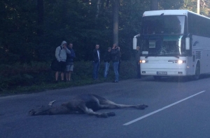 В Риге автобус сбил лося