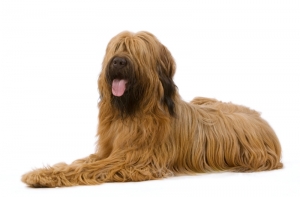 25 октября Royal Canin приглашает на «День гигантов»