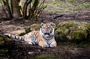 ПРЯМАЯ ВИДЕОТРЯНСЛЯЦИЯ: Ушаков едет к тигрятам
