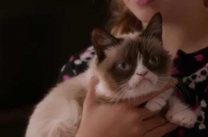 Трейлер к фильму о Grumpy Cat собирает миллионы просмотров (ВИДЕО)