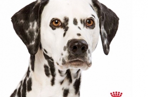 Royal Canin приглашает на бесплатный семинар о болезнях домашних животных