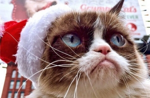 Grumpy Cat заработала 100 миллионов за 2 года
