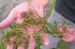 В Латвии обнаружена крупнейшая плантация редчайшего растения в мире (АУДИО)