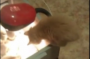 Видео о дружбе котенка и утят набирает популярность на YouTube (ВИДЕО)