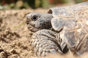 24 января в истории Латвии: день болотной черепахи