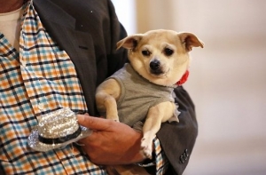 Начальника Рижской Центральной тюрьмы наказали за собаку в камере