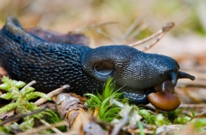 8 января в истории Латвии: большой слизень