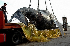 28 февраля в истории Латвии: а теперь - горбатый!