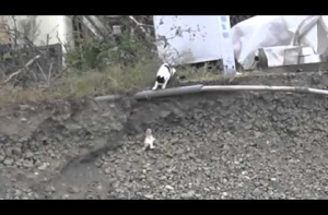 Видео с кошкой, спасшей из ямы котенка, стало хитом Интернета (ВИДЕО)