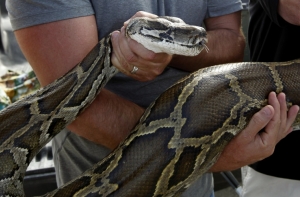 Погибший в Рижском цирке питон мог стать чучелом в музее (АУДИО)