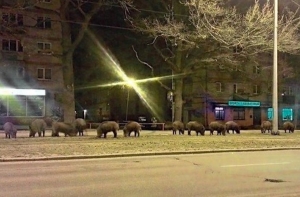 Дикие кабаны на Югле по ночам ищут еду (ФОТО)