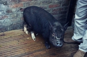 Свинья дня: в Лондонском пабе забанили Фрэнсиса Бэкона