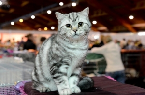 Кипсала приглашает на выставку животных «PetExpo 2015»