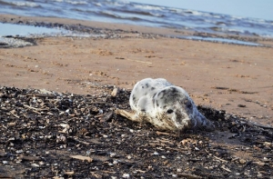 Гибель тюленя в Вецаки; ответственные службы отказались спасти животное (ФОТО)