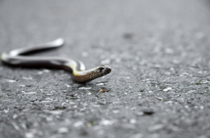 После укуса змеи в больницу доставлен 13-летний мальчик