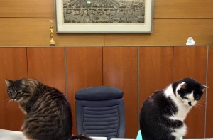 Ушаков подаст жалобу в Центр госязыка на кота Кузю