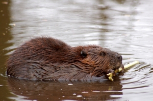 Трагическая прогулка в Елгаве: на мужчину напал бобер