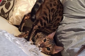 Помогите: Беглый бенгал Монтик разыскивается в Царникаве!