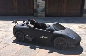 Диджей из Канады подарил своему коту Lamborghini