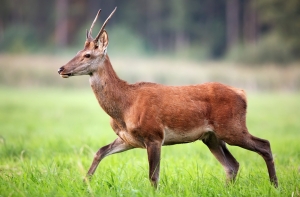 Заблудившийся в Риге лось умер после дозы снотворного